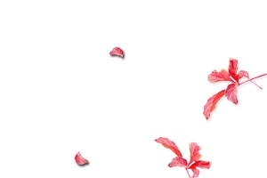 花瓣装饰