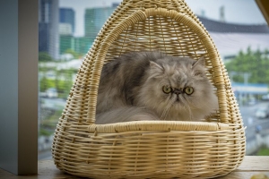 猫 宠物 蓬松 有趣的 4k壁纸 3840x2160