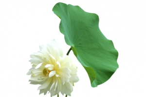 荷花莲叶
