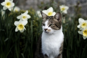 猫 花 一瞥 宠物 动物 4k壁纸 3840x2160