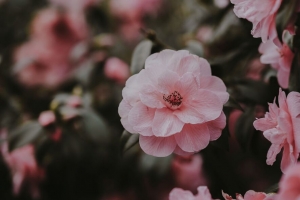 野生玫瑰 玫瑰 灌木 花瓣 4k壁纸 3840x2160