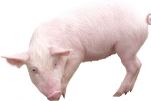 小猪高清PNG透明免扣摄影图 动植物动物设计素材免费下载