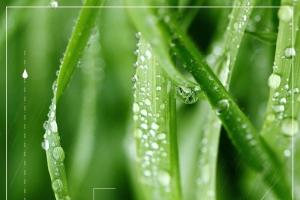 传统二十四节气雨水海报背景
