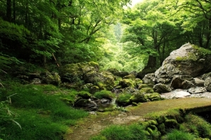 青山绿水里的小树林