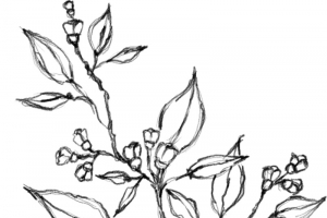 水墨植物元素06高清PNG透明动植物设计素材免费下载