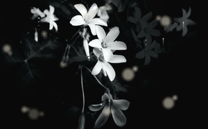 黑色唯美兰花背景banner