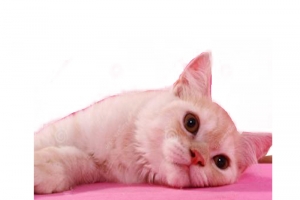 生无可恋的猫