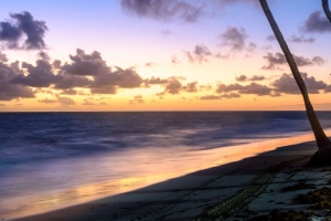 棕榈树 海滩 海洋 热带 4k壁纸 3840x2160