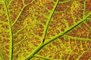 叶 叶脉 宏观 植物 绿色 4k壁纸 3840x2160