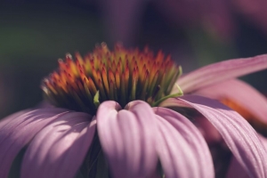 紫锥菊 花 花瓣 宏观 4k壁纸 3840x2160