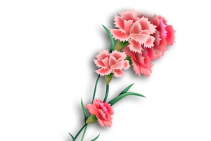 康乃馨花