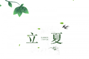 立夏燕子树叶荷花雨滴