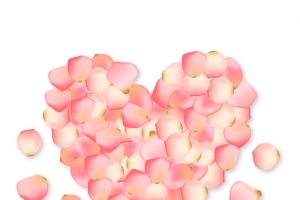 矢量玫瑰花瓣