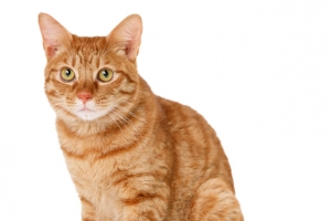 黄色大猫咪