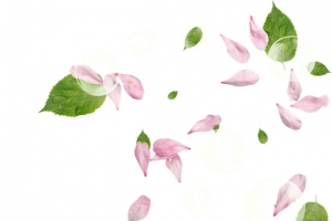落叶桂花