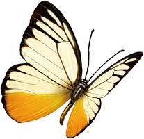 手绘渐变蝴蝶春天高清PNG透明装饰元素动物设计素材免费下载