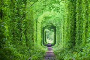 梦幻般的爱情隧道 绿树和铁路3440x1440风景壁纸