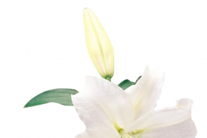 高清白花绿叶百合花