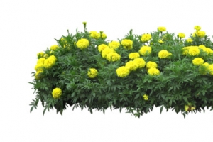 黄色菊花