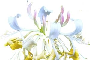 中药草药金银花