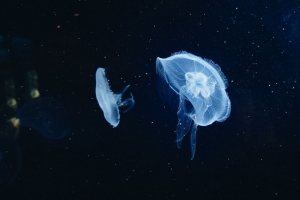 水母 海底世界 触手 4k壁纸 3840x2160