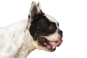 一只通灵斗牛犬