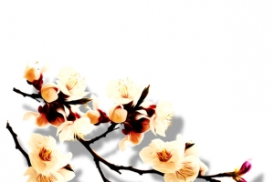 梅花