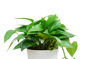 绿色盆栽高清PNG透明免扣设计素材免费下载