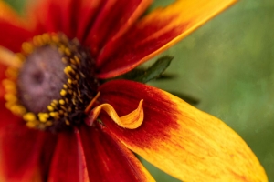  rudbeckia 花 花瓣 模糊 宏观 红色 4k壁纸 3840x2160