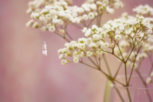 春天 四月 清明节 青团 海报 背景 8