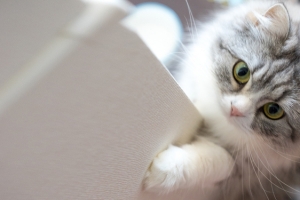猫咪背景banner