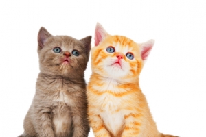 小猫