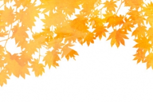 秋天黄色枫叶高清PNG透明漂浮元素设计素材免费下载