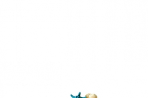 海星 贝壳