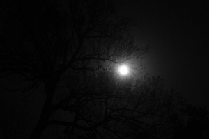 树 月亮 夜晚 深色 4k壁纸 3840x2160
