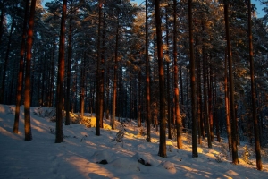 森林 树木 松树 雪 冬天 黄昏 4k壁纸 3840x2160