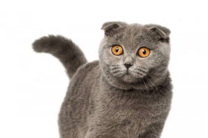 惊恐的波斯猫
