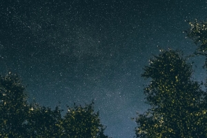 棵树 星空 星星 夜间 4k壁纸 3840x2160