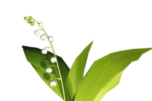 淡绿芦苇免抠PNG图片素材
