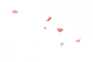 花瓣漂浮元素素材
