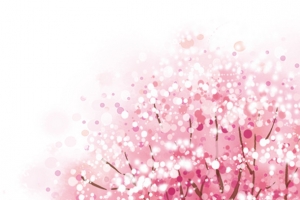 樱花树
