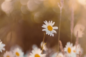 洋甘菊 野花 花瓣 焦点 4k壁纸 3840x2160