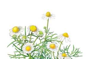 甘菊花 菊花 花 花束