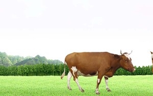大自然banner