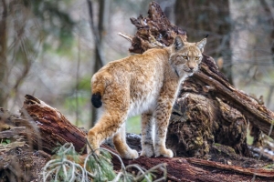 山猫 捕食者 动物 野生动物 大猫 4k壁纸 3840x2160