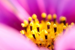 骨精 花瓣 花 宏观 花粉 4k壁纸 3840x2160