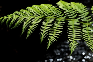 蕨类植物 叶子 微距 模糊 绿色 4k壁纸 3840x2160