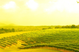 葡萄庄园背景banner