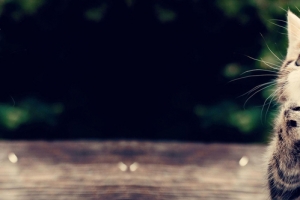 猫咪文艺灰色banner
