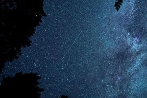 海星 星星 夜晚 树枝 4k壁纸 3840x2160